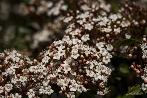 ラウストゥス ビブルナム ティヌス 小さな白い花を咲かせます — ストック写真