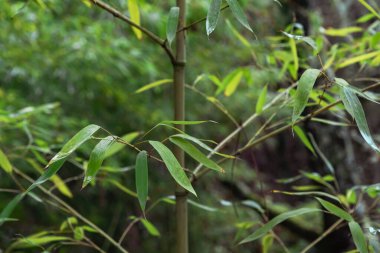 Altın bambu (Phylostachys aurea) taze yeşil yapraklar ayrıntısı