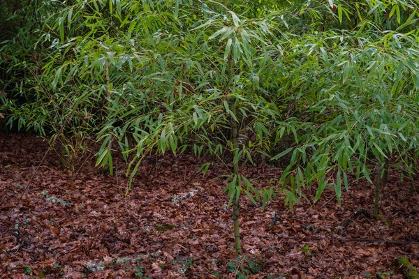 Golden Bambusová Phyllostachys Aurea Invazivní Rostlina Galicii Španělsko — Stock fotografie
