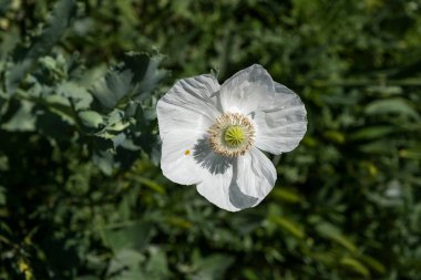 Afyon olarak bilinen Papaver somniferum beyaz gelincik çiçeği üst görünümü