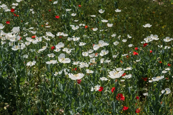 Opium Poppy Papaver Somniferum Wild White Flowers Blooming Spring — Stock Photo, Image