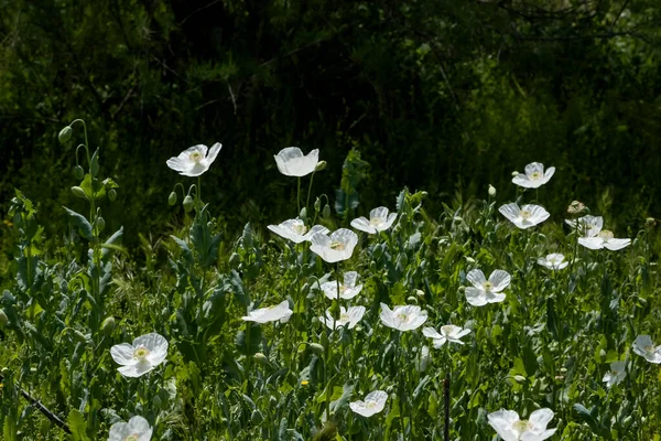 Papaver Somniferum Known Opium Poppy White Flowers Blooming Spring — Stock Photo, Image