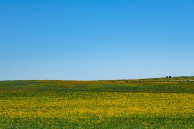 Bahar çayırlarında açan renkli yabani çiçekler, mavi gökyüzü arka planı. 