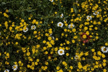İlkbahar çiçekleri (sarı pürüzsüz şahin sakal ve beyaz anasilaksi) baharda çiçek açar.