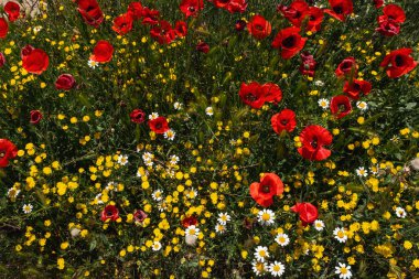 İlkbahar çiçekleri (kırmızı gelincikler, sarı pürüzsüz şahin sakal ve beyaz anasilas) ilkbaharda çiçek açar 