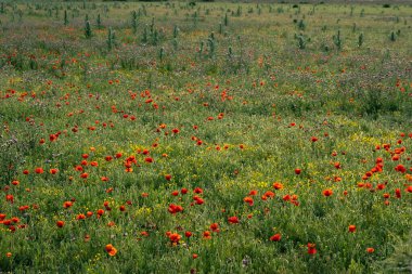 Bahar çayırlarında açan renkli yabani çiçekler.