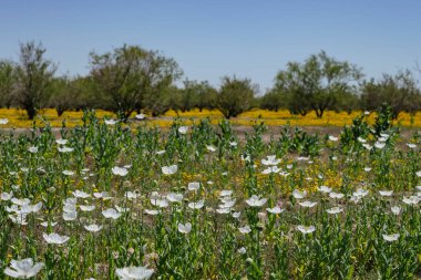 Afyon gelinciği (Papaver somniferum) baharda açan yabani beyaz çiçekler