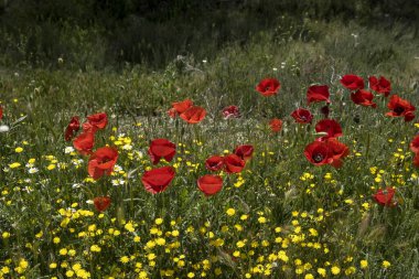 İlkbahar çiçekleri, kırmızı gelincikler (Papaver rhoeas) ve sarı pürüzsüz şahin sakal (Crepis kılcal) baharda çiçek açarlar