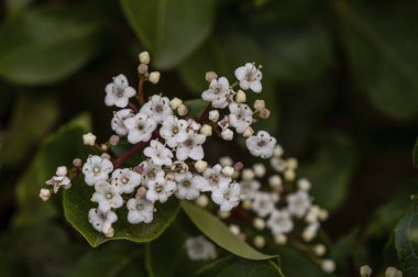 Laurustinus (Viburnum tinus) küçük beyaz çiçekler