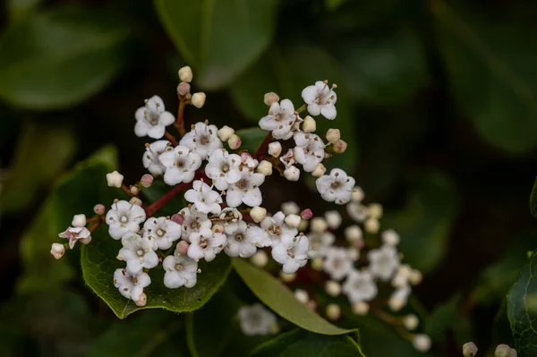 Laurustinus Viburnum Tinus Kleine Witte Bloemen — Stockfoto