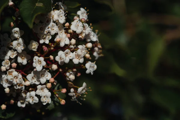 ラウストゥス ビブルナム ティヌス 小さな白い花を咲かせます — ストック写真