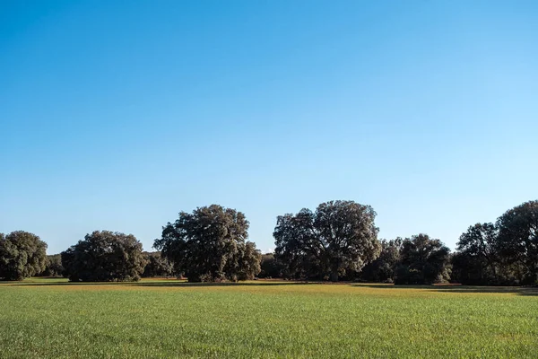 スペインのラ マンチャにあるホルムオークの木の森と緑の草原 — ストック写真