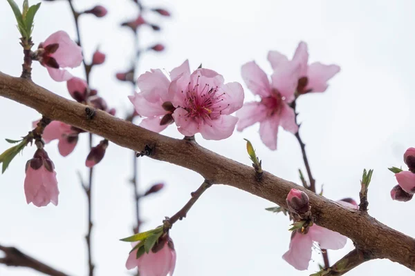Şeftali Ağacının Prunus Persica Çiçekli Pembe Çiçekleri — Stok fotoğraf