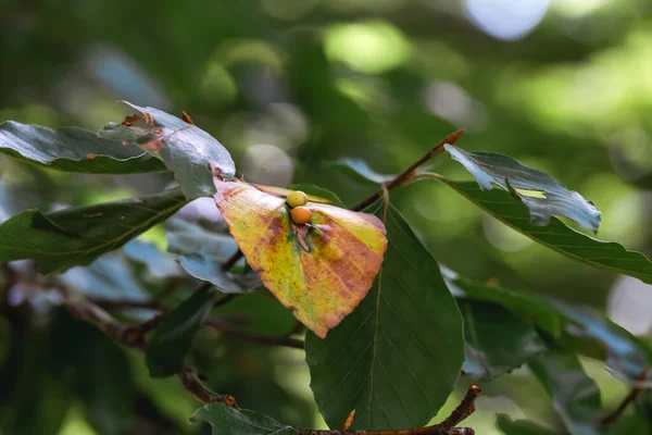 Mikiola Fagi Mückengallen Auf Buchenblättern Fagus Sylvatica — Stockfoto