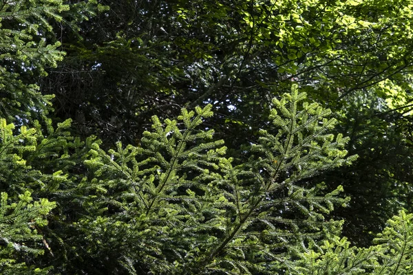 Abies Alba Nebo Jedle Bělavá Jehličnatá Jehličnatá Zelená Jehličnatá — Stock fotografie