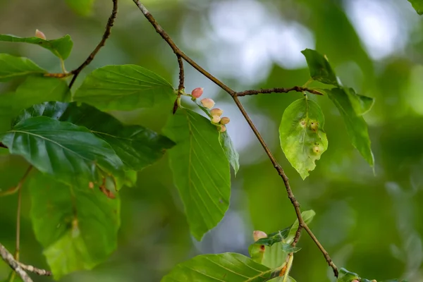 Mikiola Fagi Mückengallen Auf Buchenblättern Fagus Sylvatica — Stockfoto