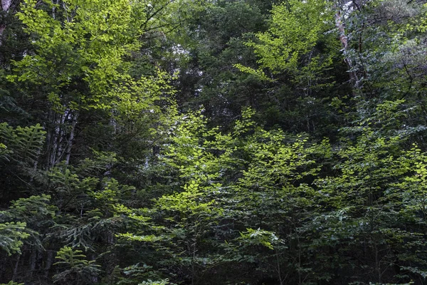 Beukenbomen Groen Blad Het Bos Van Oza Spanje — Stockfoto