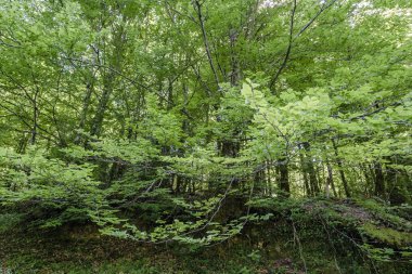 Mata da Albergaria 'da kayın ağaçları (Fagus sylvatica) yeşil orman, Peneda-Geres Ulusal Parkı, Portekiz