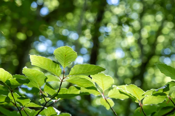 Faggio Fagus Sylvatica Dettaglio Foglie Verdi — Foto Stock