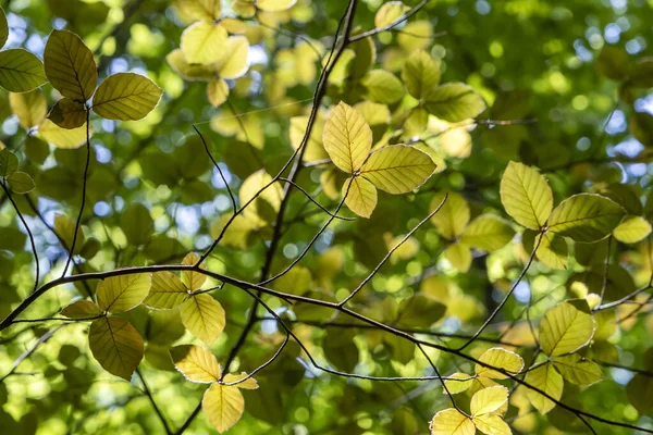 Doğulu Kayın Fagus Orientalis Altın Yapraklar — Stok fotoğraf