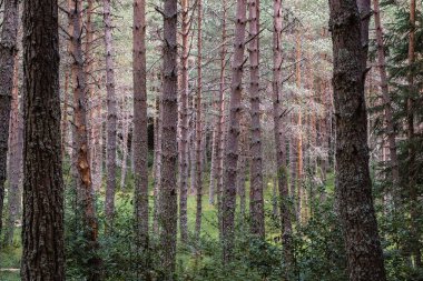 İspanya 'da Pireneler' de İskoç çamı (Pinus sylvestris) ormanı
