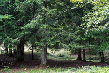 İspanya 'nın Oza ormanında gümüş köknar (Abies Alba)