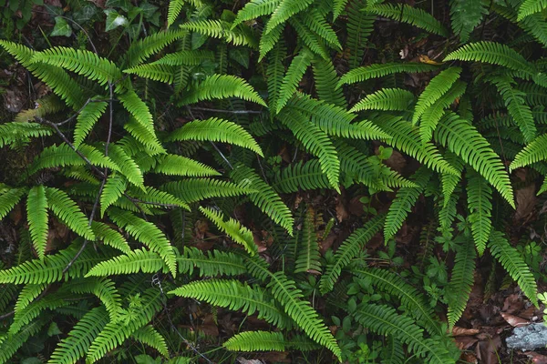 Harde Varen Verse Groene Bladeren Groeien Een Schaduwrijk Vochtig Bos — Stockfoto