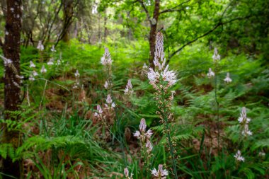 Asphodelus aestivus ya da yaz kuşunun açtığı beyaz çiçekler 