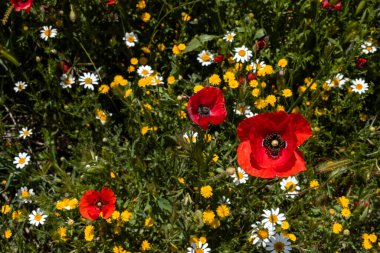 İlkbahar çiçekleri (kırmızı gelincikler, sarı pürüzsüz şahin sakal ve beyaz anasilas) ilkbaharda çiçek açar