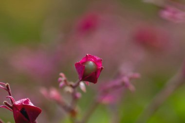 Harlequin Glorybower (Clerodendrum trichotomum) kırmızı calyx üzerinde büyüyen beyaz ilaç