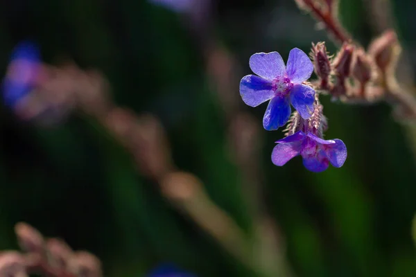 Anchusa Azurea Italienisch Bugloss Blau Violette Wildblumen Kopierraum — Stockfoto
