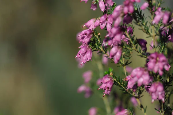 Detail Irish Heath Erica Erigenea Pink Flowers Blooming Spring — Stock Photo, Image