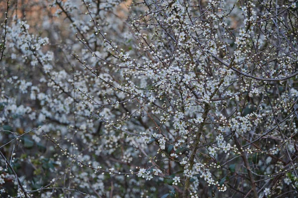 Prunus Spinosa Blackthron Flores Brancas Florescendo Primavera — Fotografia de Stock