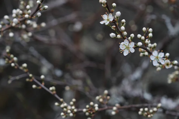 春に白花を咲かせます — ストック写真
