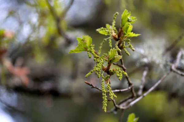 Sessile Meşesi Quercus Petraea Yeni Bahar Yaprakları Erkek Catkins — Stok fotoğraf