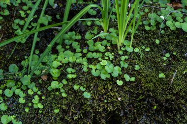Navelwort yeşil yaprakları, nemli yosunlu ormanda yetişen sulu bitkiler. 