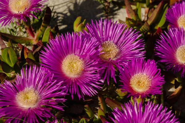 Hottentot Higo Planta Hielo Carpobrotus Edulis Flores Color Púrpura Magenta —  Fotos de Stock