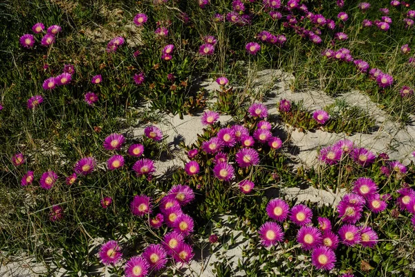 Hottentot Fig Ice Plant Carpobrotus Edulis Deep Magenta Purplish Flowers — Stock Photo, Image