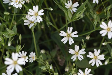 Bataklık dikişotu (Stellaria palustris) yabani beyaz çiçekler, seçici odak 