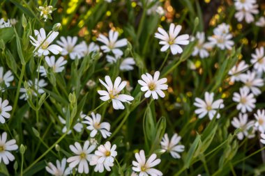 Bataklık dikişotu (Stellaria palustris) yabani beyaz çiçekler