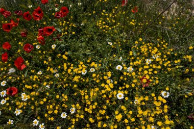 İlkbahar çiçekleri (kırmızı gelincikler, sarı pürüzsüz şahin sakal ve beyaz anasilas) ilkbaharda çiçek açar 