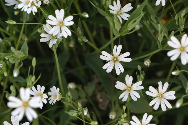 Μάραθο Stellaria Palustris Αγριολούλουδα Επιλεκτική Εστίαση — Φωτογραφία Αρχείου