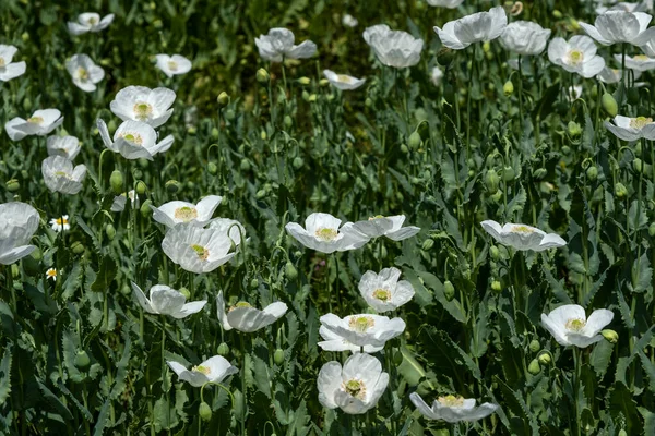Papaver Somniferum Known Opium Poppy White Flowers Blooming Spring — Stock Photo, Image