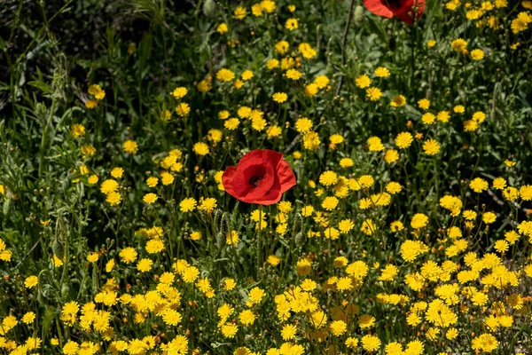 Wild Springtime Flowers Red Poppy Papaver Rhoeas Yellow Smooth Hawksbeard — Stock Photo, Image