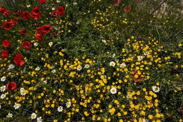 İlkbahar çiçekleri (kırmızı gelincikler, sarı pürüzsüz şahin sakal ve beyaz anasilas) ilkbaharda çiçek açar 