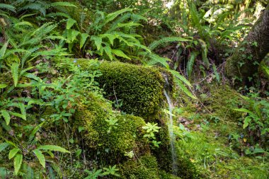 Mata da Albergaria Ormanı, Peneda-Geres Ulusal Parkı, Portekiz 'deki güzel kaynak suyu yosunlu çeşmesi. 