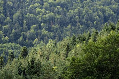 Selva de Oza, Valle de Hecho, Occidental Valley Natural Park, Aragonese Pyrenees, Huesca Eyaleti, İspanya