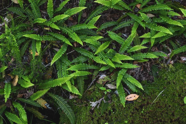 Hard Fern Fresh Green Fronds Growing Shady Humid Woodland — Stock Photo, Image