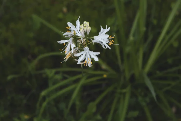 Crinul Bernard Anthericum Liliago Flori Albe — Fotografie, imagine de stoc