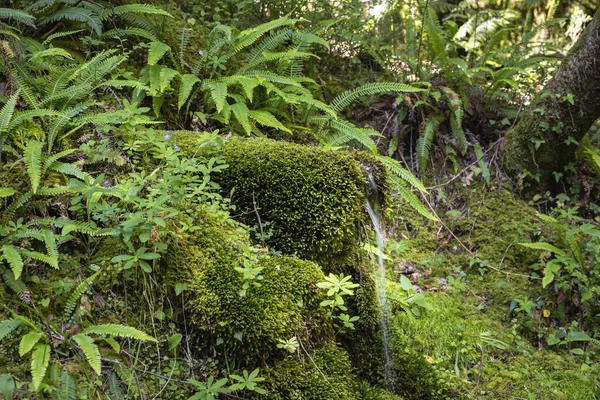 Fontaine Mousse Eau Source Fine Dans Forêt Mata Albergaria Parc — Photo